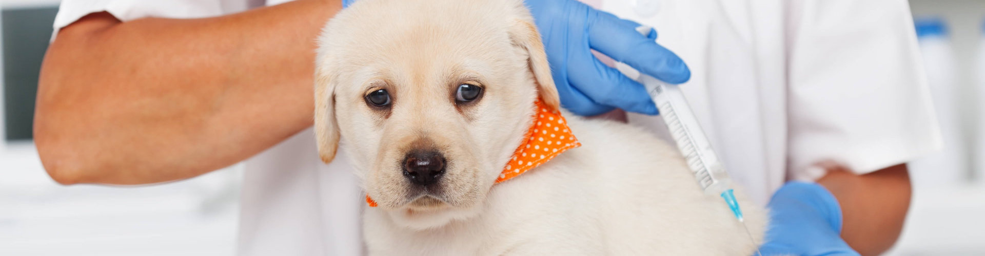 dog being injected