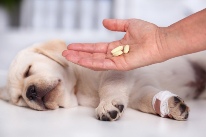 effective-treatments-optimizing-pets-wellbeing