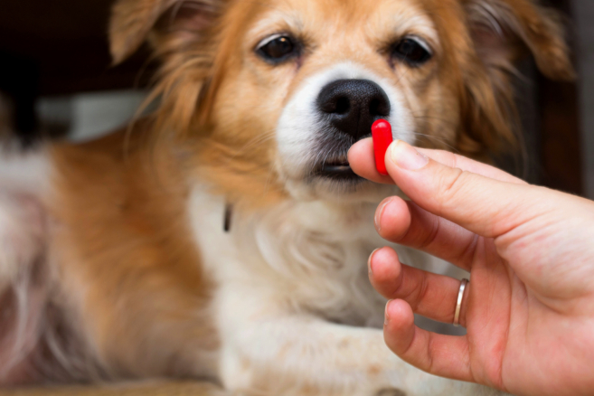 Custom Meds for Pets: Benefits and Applications